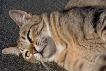 Phelina Bild von Phelina
