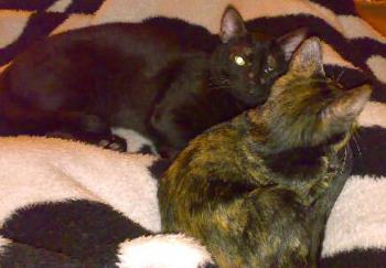 Scully und Mulder Bild von Kata