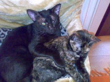 Scully und Mulder Bild von Kata