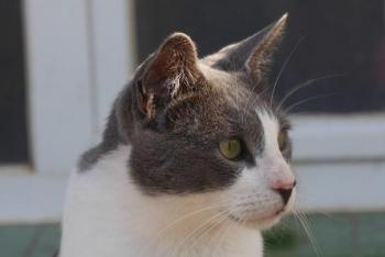 Snoh Bild von Snoh