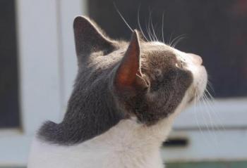 Snoh Bild von Snoh