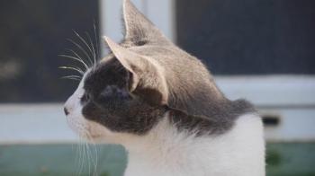 Snoh Bild von Snoh