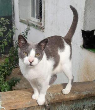 Snoh Bild von Snoh