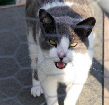 Snoh Bild von Snoh
