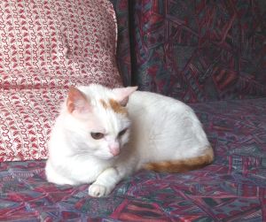 Yuki Bild von Yuki