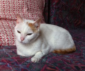 Yuki Bild von Yuki