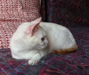 Yuki Bild von Yuki