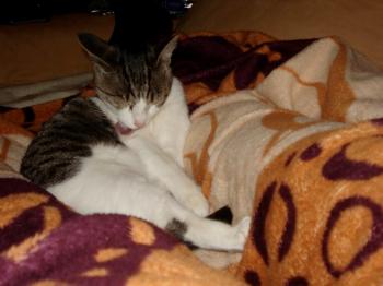 Lily Bild von Tikal