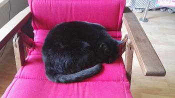 Nera Corleone Bild von Nera Corleone