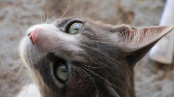Taio Bild von Taio