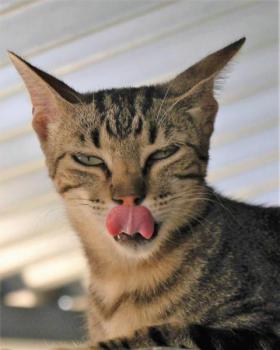 Minou Bild von Minou