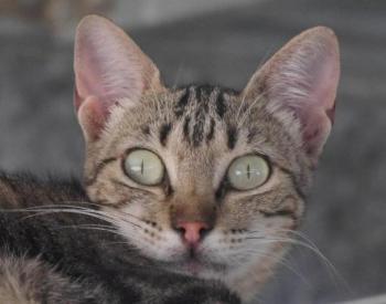 Minou Bild von Minou