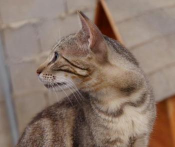 Minou Bild von Minou