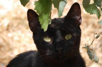 Tristán Bild von Tristán
