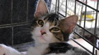 Mouche Bild von Mouche