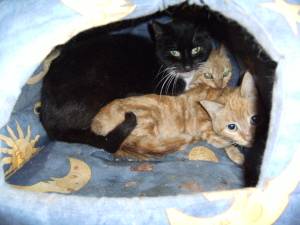 Atenea Bild von Atenea