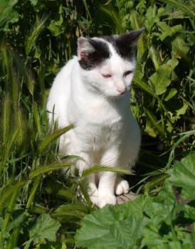 Nishan Bild von Nishan