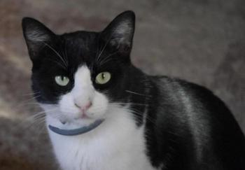 Kito Bild von Kito