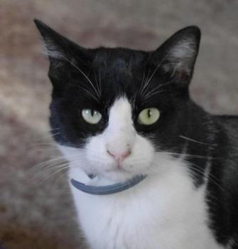 Kito Bild von Kito