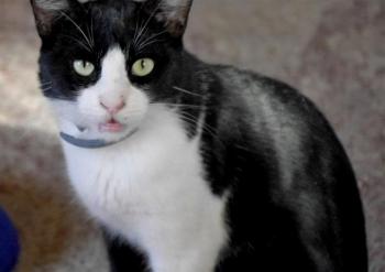 Kito Bild von Kito