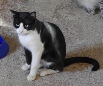 Kito Bild von Kito