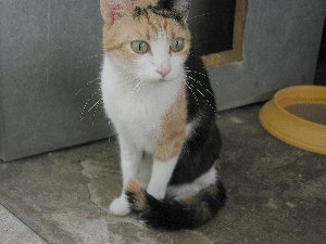 Milindi Bild von Milindi