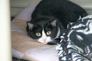 Bild von Timur