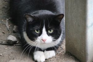 Bild von Timur