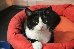 Bild von Timur