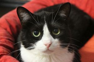 Bild von Timur