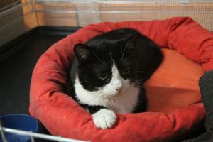 Bild von Timur