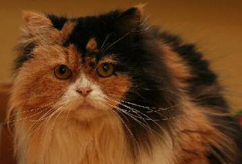 Rufina Bild von Rufina