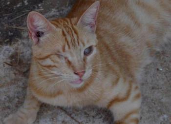 Kisho Bild von Kisho