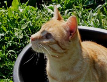 Kisho Bild von Kisho