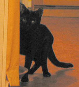 Bild von Mincha