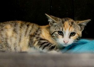 Amaral Bild von Amaral