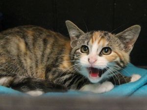 Amaral Bild von Amaral