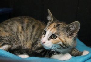 Amaral Bild von Amaral