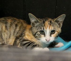 Amaral Bild von Amaral