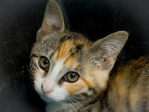 Amaral Bild von Amaral