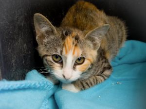 Amaral Bild von Amaral