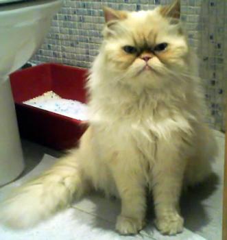 Aslan Bild von Aslan
