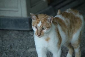 Berlioz Bild von Berlioz