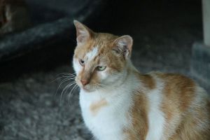 Berlioz Bild von Berlioz