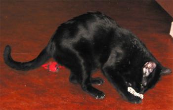 Bild von Mincha