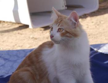 Shin Bild von Shin