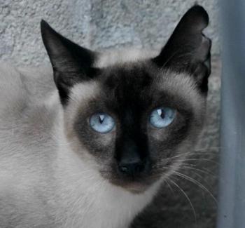 Pom Bild von Pom