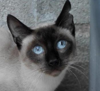 Pom Bild von Pom
