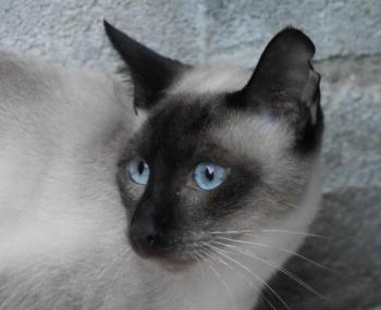 Pom Bild von Pom