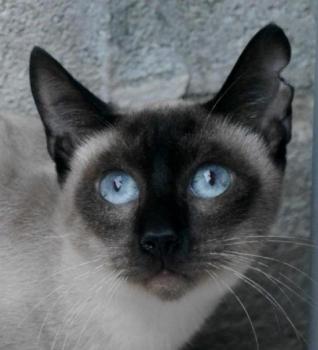 Pom Bild von Pom